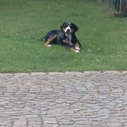 Bella neugierig Bella neugierig