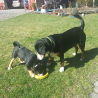 Gordi und Welpen Gordi und Welpen