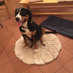 Bella 2017 - 2 Bella 2017 - 2