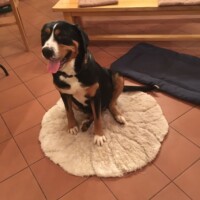 Bella 2017 - 2 Bella 2017 - 2
