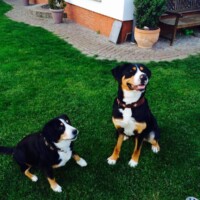 Bella und Gordi 2 Bella und Gordi 2