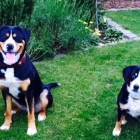 Bella und Gordi Bella und Gordi