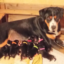 Bella ist Mama 2017 Bella ist Mama 2017