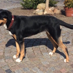 Grosser Schweizer Sennenhund Bella