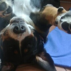 Bella verspielt Bella verspielt