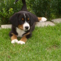 5 Wochen jung ... Sennenhunde Welpen spielen