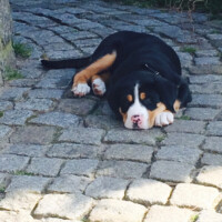 Bella ganz relaxt Bella ganz relaxt