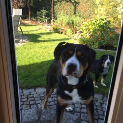 Bella schaut rein