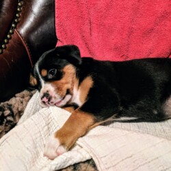 Hündin Käthe - 5 Wochen alt Hündin Käthe - 5 Wochen alt