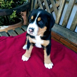 Hündin Käthe - 5 Wochen alt Hündin Käthe - 5 Wochen alt