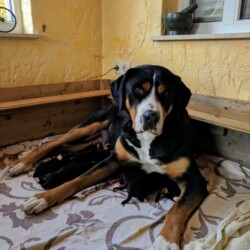 Bella Zweiter wurf Bella Zweiter wurf