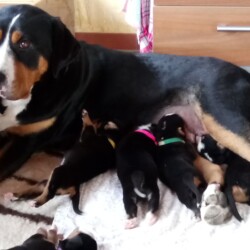 Bella - Stolze Mama Bella - Stolze Mama