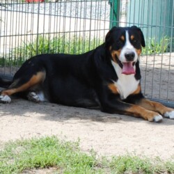 Papa - Diego vom Reeder See Papa - Diego vom Reeder See