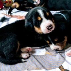 Hundewelpen 23 Tage Hundewelpen 23 Tage