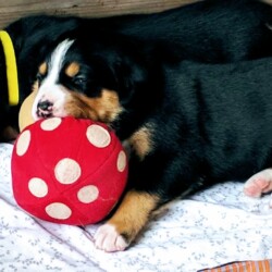Hundewelpen 23 Tage mit süßem Ball Hundewelpen 23 Tage mit süßem Ball
