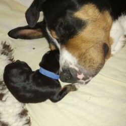 Bella Mama 2017 Bella Mama 2017