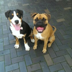 Juno mit Boxer Tyson Juno mit Boxer Tyson