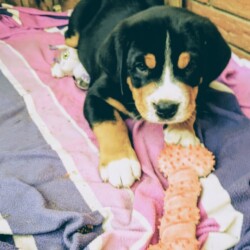 Welpen 8 Wochen Welpen 8 Wochen