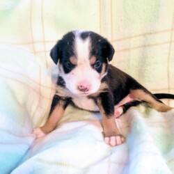 Welpe 3 Wochen alt Welpe 3 Wochen alt