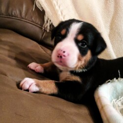 Welpe 3 Wochen alt Welpe 3 Wochen alt