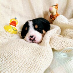 Welpe 3 Wochen alt Welpe 3 Wochen alt