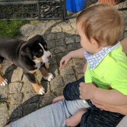 Welpen 2019 Welpen 2019