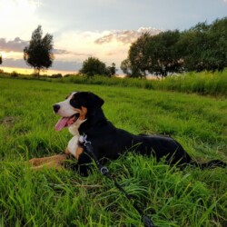 Oskar Oskar
