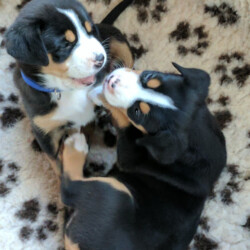 Geschwisterliebe Geschwisterliebe