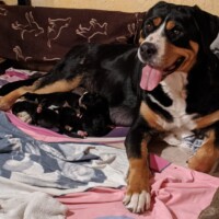 Bella 2020 Bella 2020