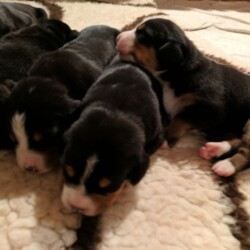 Welpen 19 Tage alt Welpen 19 Tage alt