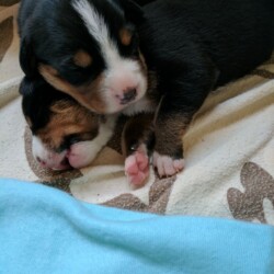 Welpen 13 Tage alt Welpen 13 Tage alt