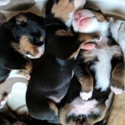 Welpen 13 Tage alt Welpen 13 Tage alt