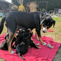 Welpen im Garten Welpen im Garten