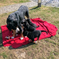 Welpen im Garten Welpen im Garten