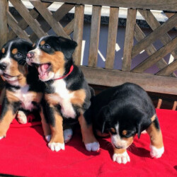 Welpen im Garten Welpen im Garten