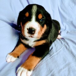 Welpen Jungs Welpen Jungs