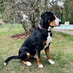 Mama - Biene Mama -Biene