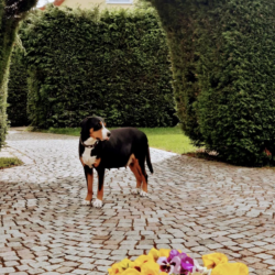 Biene-Hof Biene-Hof