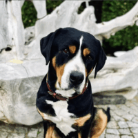 Bella - Annabella vom Gillbachland Bella - Annabella vom Gillbachland