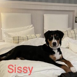 Mutter: Sissy vom Rübeländer Mutter: Sissy vom Rübeländer