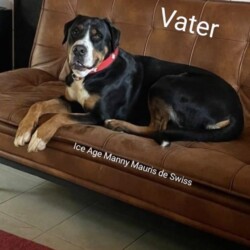 Vater: Ice Age Manny Mauris de Swiss